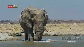 Elephant bull drinking inside water