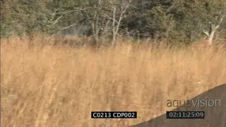 Sub adult male Lions stalking hunting herd of antelope in long dry grass MS, FAIL