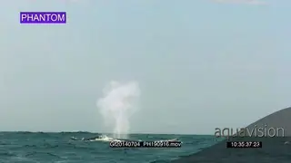 Two Humpback whale blowing.