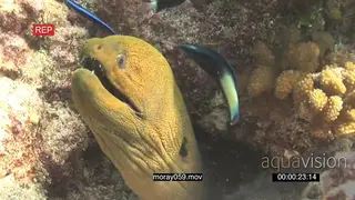 Moray Eel sticking head out of Coral reef hunting as Cleaner Wrasse fishes swim around.
