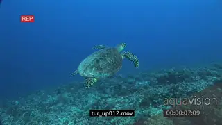 Hawksbill Sea Turtle swimming over reef starts swimming towards the surface UW