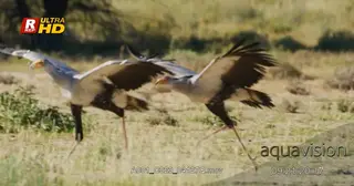 Two Secretary bird run with wings spread, looking around and protecting territory.