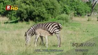 Female Zebra and foal suckling from her mom while grazing on grass.