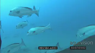 Sailfin Rubberlips swimming together underwater in ocean giving way to camera LS TRA