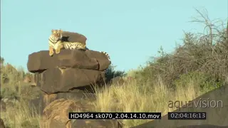 Bengal Tiger resting on rocks rolling WS