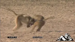 Yellow baboons fighting for dominance and chasing each other around on the riverbed.