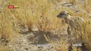 Meerkat digging for scorpion