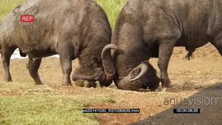 A pair of Cape Buffalo males fighting AmCam