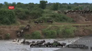 Blue Wildebeest herd running from bushveld crossing river migrating WS HAND AmCam