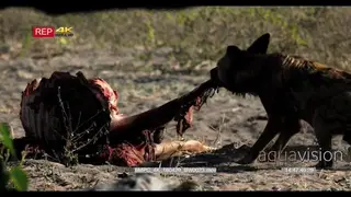 African Wild Dog pulling a big chunk of meat from the kudu kill MWS