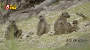 Three adult Chacma baboon sitting, looking around.