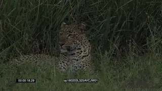 Leopard Laying Down Stalking in Thick Green Reeds MCU
