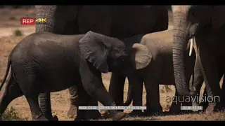 Baby elephant suckling.