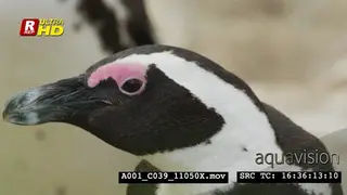 African Penguin standing, searching around and looking towards the camera.