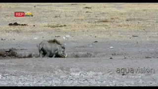 Warthog mother and piglets walking away from the water point