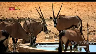 Gemsbok herd drinking water at the waterhole