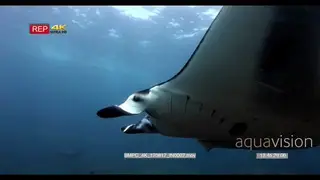 Tracking shot of female manta ray swimming towards camera and floats right above the.