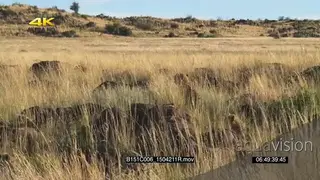 Cheetah mother with young cubs in Long Savannah grassland