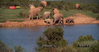 African Elephant Herd Moving away from the Water