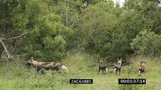 African Wild dog pack hunting alerted by angry aggressive African elephant mock charging.