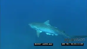 Tiger shark swimming past camera, great sunlight UW