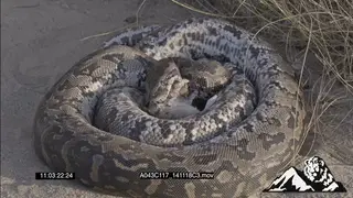 African Rock Python feeding on a mouse HA MCU