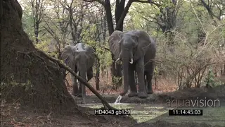 African elephant family with young social behaviour feeding on tree leaves drinking water.