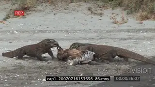 Komodo Dragons pulling moving and feeding on a kill on riverbank MWS MLS MS ZI ZO HAND