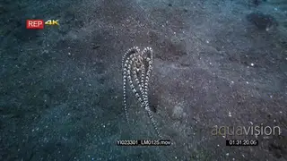 Tracking shot of a mimic octopus, octopus sp19, Thaumoctopus sliding along the sea bed