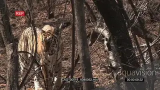 Bengal Tiger in a dry Indian woodland alert stalking AmCam