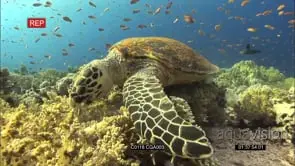 Hawksbill Turtle feeding on corals on reef