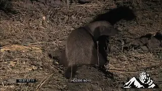 Honey badger digs, walks, feeds LS MWS