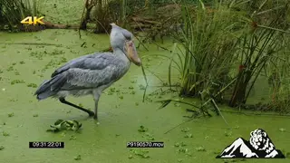 Shoebill bird in a swamp fishing PROFILE
