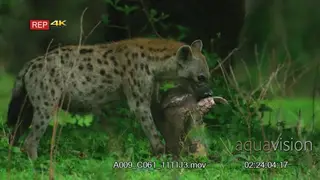 Spotted Hyena feeding on a kills head