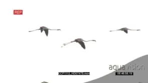 A Flock of Flamingos Flying and Landing in the River