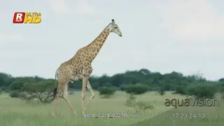 Male Giraffe walking and looking around.