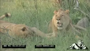 African Male Lions [2] sitting on the grass breathing heavily grooming and looking around.