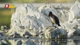 Grey heron and White-breasted cormorant standing on rocks, resting and looking around.