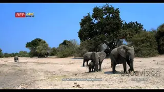 Elephant calf suckling on its mother
