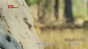 Common dwarf mongoose in burrow in an anthill looking at camera and around