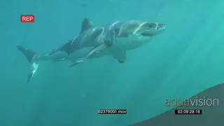 A pair of Great white sharks gently swimming underwater following each other in the ocean.