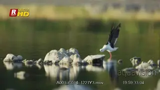 Black-winged Stilt looking around, searching for aquatic insects and flying off.