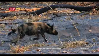 African Wild Dogs Play fighting MWS