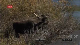 Male Moose standing and looking around GENERAL BEHAVIOUR