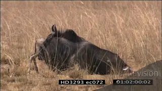 Newborn blue wildebeest walking around its laying mother MLS LS