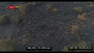 Aerial Drone bushveld African lions sleeping resting near bushes