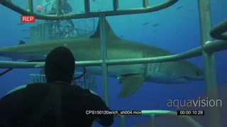Great White Shark swimming past scuba diver in cage MS PAN HAND PROFILE