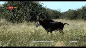[2] Sable Antelopes Walking and Running on long thick grass WS