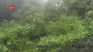 A pair of Mountain Gorillas sitting in the rain in forest LWS HAND
