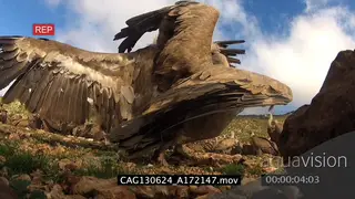 White-backed Vultures fighting